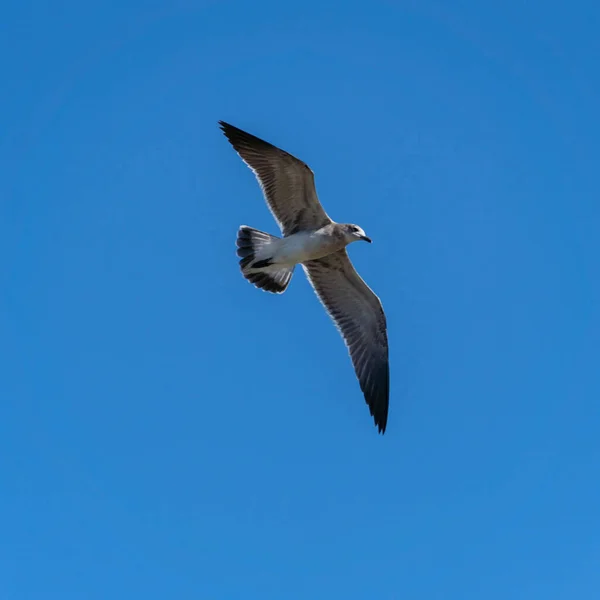 Een Verticaal Schot Van Een Vliegende Meeuw Blauwe Lucht — Stockfoto