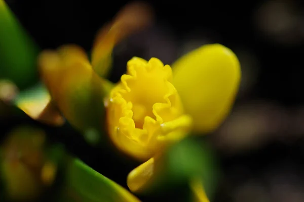 Primer Plano Azafrán Amarillo Que Crece Suelo — Foto de Stock