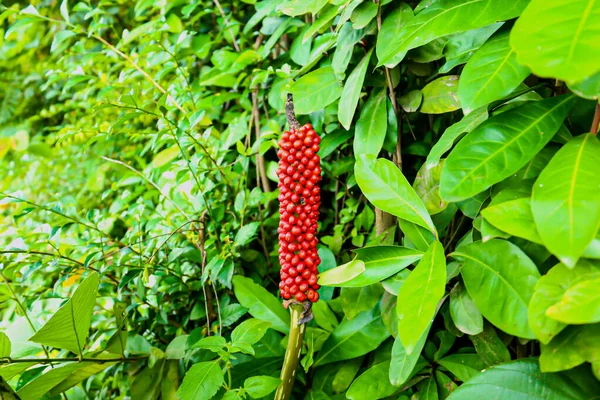 Arum Italicum Subsp Kırmızı Böğürtlen Ile Olgunlaşmış Kanaryalar Olgun Kırmızı — Stok fotoğraf