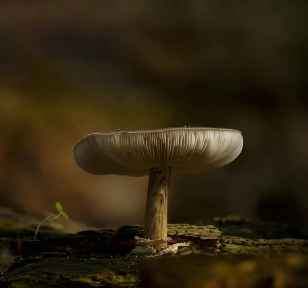 Eine Vertikale Aufnahme Eines Lamellaren Pilzes — Stockfoto