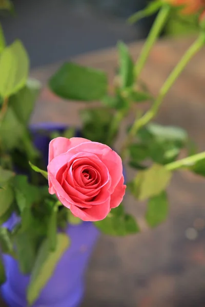 院子里绽放的粉色玫瑰的垂直选择性聚焦镜头 — 图库照片