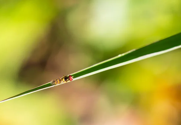 Makro Ujęcie Owada Zielonym Liściu — Zdjęcie stockowe