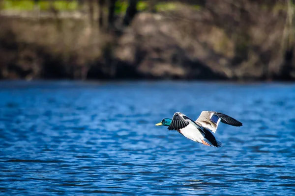 一只野鸭在蓝色的湖面上飞翔 — 图库照片