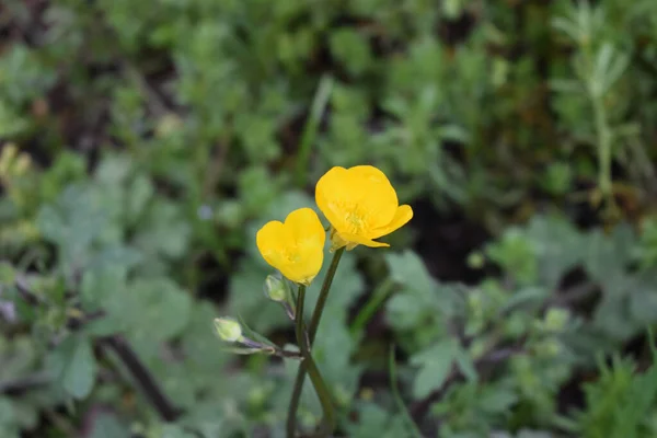 Gros Plan Globeflowers Fleurissant Dans Une Forêt — Photo