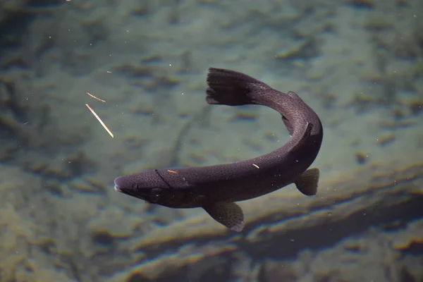 Nahaufnahme Eines Wasser Schwimmenden Karpfen — Stockfoto