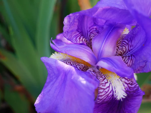 Eine Selektive Fokusaufnahme Einer Empfindlichen Iris — Stockfoto