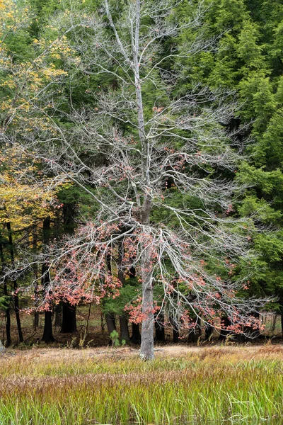 Une Belle Vue Sur Les Hauts Arbres Avec Des Feuilles — Photo