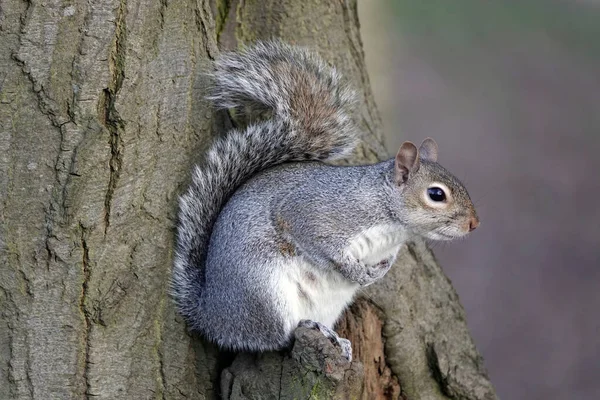 Closeup Shot Small Squirrel Tree — Stock Photo, Image