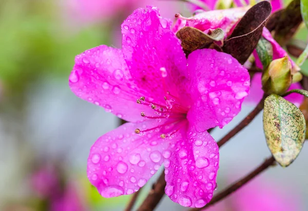 Eine Nahaufnahme Einer Rosa Azaleen Blume Die Mit Tautropfen Bedeckt — Stockfoto