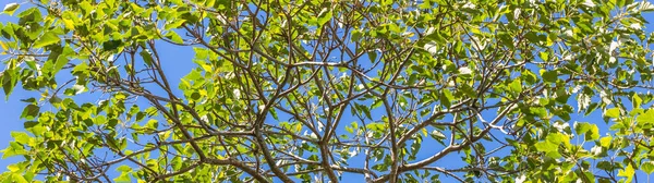 Een Panoramisch Shot Van Boom Takken Tegen Een Blauwe Lucht — Stockfoto