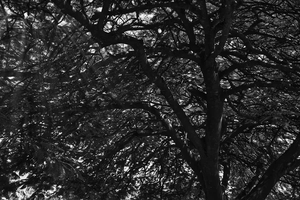 Low Angle Shot Tree Spread Branches — Stock Photo, Image