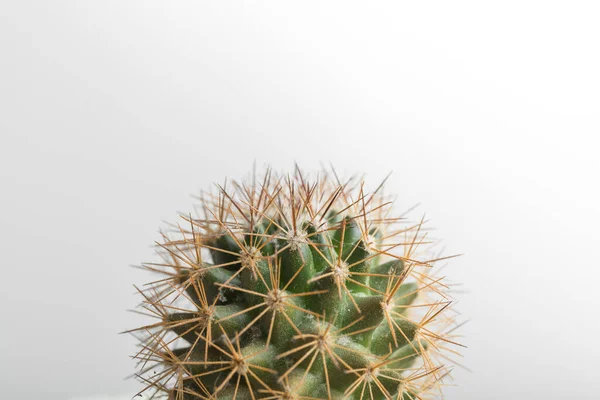 Кактус Макро Зеленого Растения Шипами Белом Фоне Горизонтальное Фото Кактус — стоковое фото