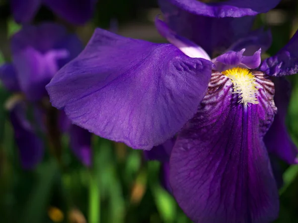 Een Selectieve Focus Shot Van Een Delicatiris — Stockfoto