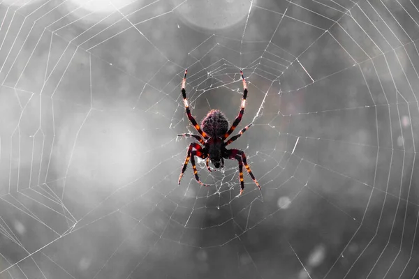 Eine Selektive Fokusaufnahme Einer Spinne Auf Ihrem Netz — Stockfoto