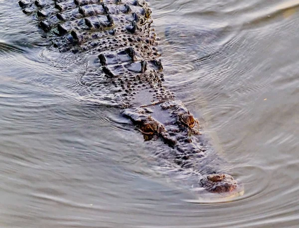 Een Adembenemende Opname Van Een Krokodil Verstopt Onder Het Oppervlak — Stockfoto