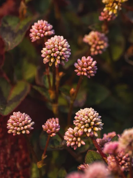 Pembe Düğüm Otunun Dikey Görüntüsü — Stok fotoğraf