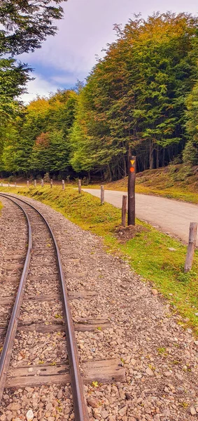 背景の森の中の列車のレールの垂直ショット — ストック写真