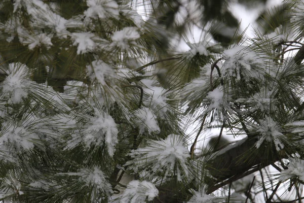 一种被雪覆盖的松树枝条的选择性聚焦拍摄 — 图库照片