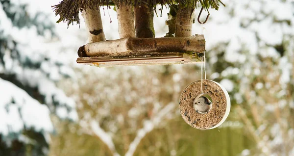 Langschwanzmeise Winter Vogelfutterhäuschen — Stockfoto
