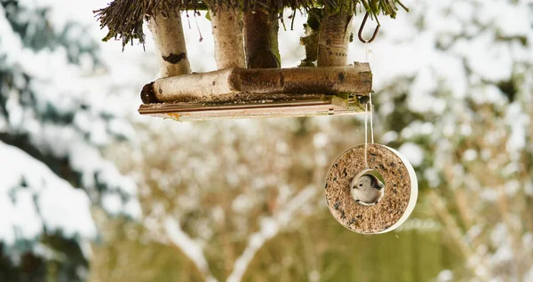 Long Tail Tit Bird Birdfeeder Winter — Stock Fotó