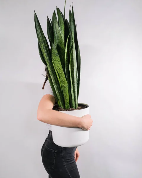 Plano Vertical Una Persona Sosteniendo Una Maceta Con Una Planta — Foto de Stock