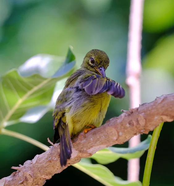 Petit Oiseau Jaune Assis Sur Une Branche Arbre Mince Regardant — Photo