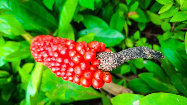 Großaufnahme Von Arum Italicum Subsp Kanarienvögel Reif Mit Roten Beeren — Stockfoto