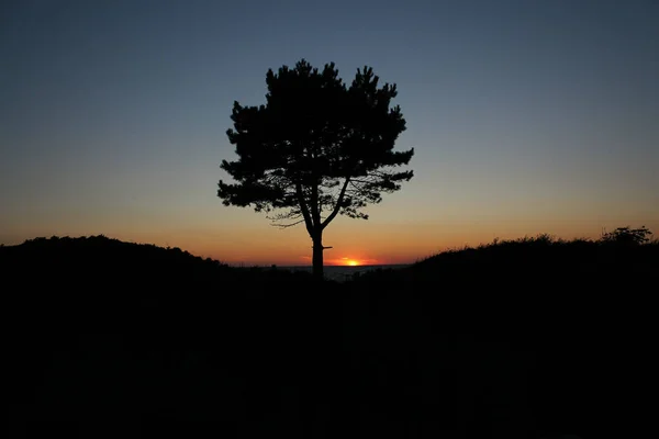 Silueta Stromu Poli Během Západu Slunce Večerních Hodinách Ideální Pro — Stock fotografie