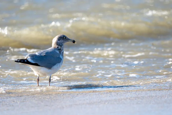 Mise Point Sélective Une Mouette Sur Une Plage Asandy — Photo