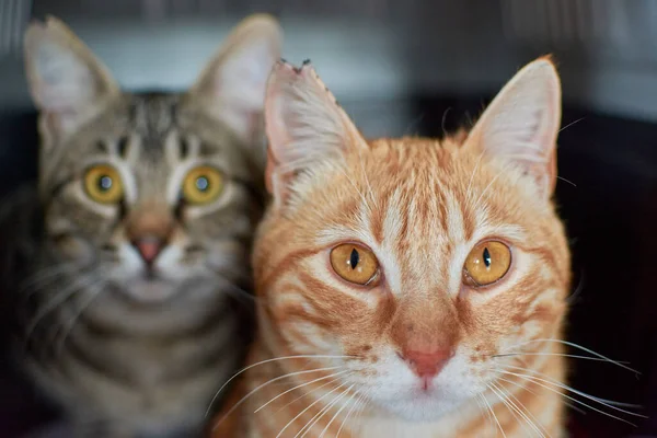 Eine Selektive Fokusaufnahme Einer Süßen Ingwerkatze Neben Einer Brasilianischen Kurzhaarkatze — Stockfoto