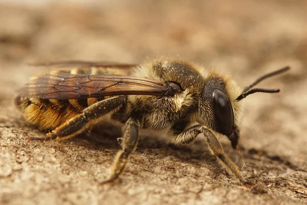 Tahta Bir Yüzey Üzerindeki Büyük Yapraklı Arı Megachile Melanopyga Nın — Stok fotoğraf