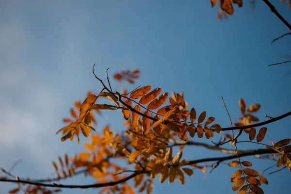 Selektywne Ujęcie Jesiennych Liści Gałęziach — Zdjęcie stockowe