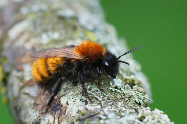 Горнодобывающая Пчела Зараженная Паразитами Наносит Невинзони Спину — стоковое фото
