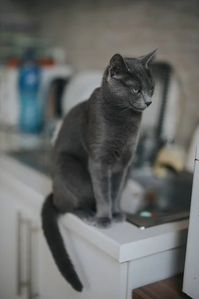 シンクテーブルの上に立っている黒いふわふわの猫の垂直ショット — ストック写真