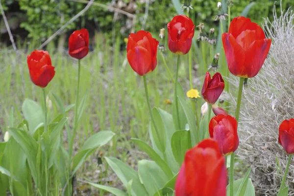 Närbild Vackra Röda Tulpaner Växer Trädgården — Stockfoto