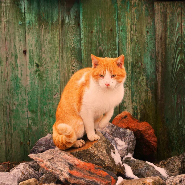 Primer Plano Hermoso Gato Naranja Blanco — Foto de Stock