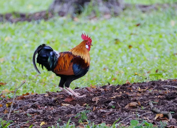 Rooster Standing Pile Wet Dirt Leaves Next Patch Green Grass — Stock Photo, Image