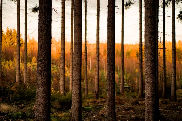Uno Splendido Scenario Molti Alberi Una Foresta Tramonto — Foto Stock