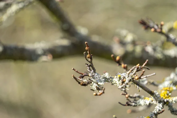 開花する木の枝に花芽のクローズアップショット — ストック写真