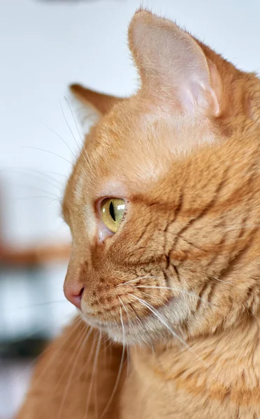 Tiro Vertical Gato Gengibre Bonito Com Olhos Verdes — Fotografia de Stock