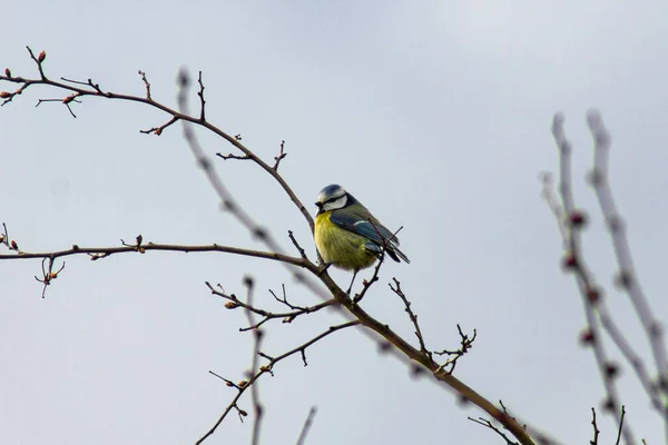 Closeup Eurasian Blue Tit Perched Tree Branch Blurry Background — Photo