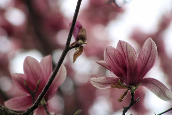 Zbliżenie Strzał Delikatnej Różowej Magnolii Kwitnącej Rośliny Ogrodzie — Zdjęcie stockowe