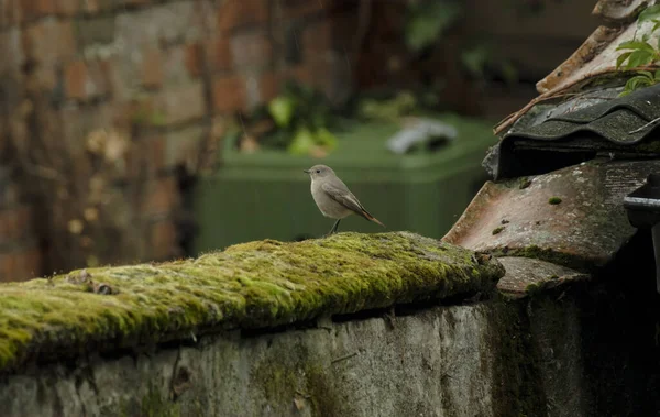 Eine Selektive Fokusaufnahme Eines Hausrotschwanzvogels Der Auf Einer Bemoosten Wand — Stockfoto