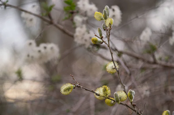 Eine Nahaufnahme Von Weidenzweigen Frühling — Stockfoto