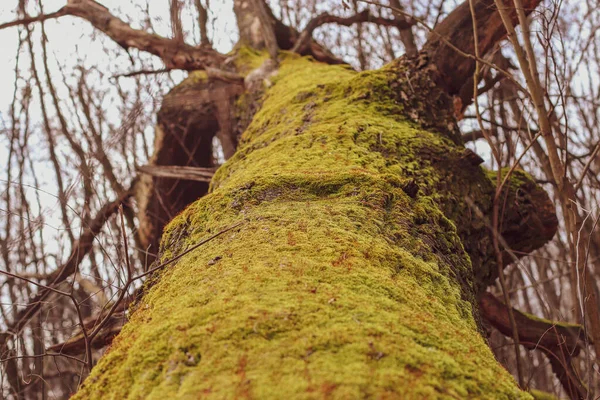 Nízký Úhel Záběru Kmene Stromu Zeleným Mechem — Stock fotografie