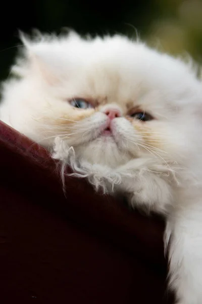 Ett Vertikalt Skott Söt Vit Persisk Katt Med Blå Och — Stockfoto