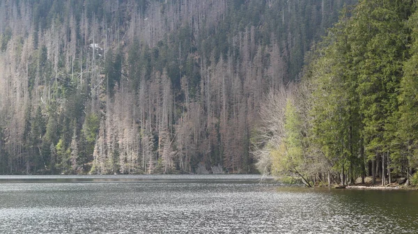 Una Vista Superficie Del Lago Negro Naturaleza Circundante Parque Nacionalsumava — Foto de Stock