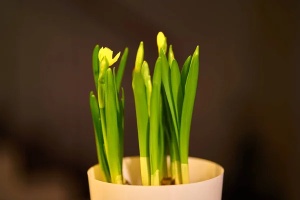 Narcisos Floreciendo Una Olla — Foto de Stock