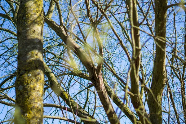 Крупним Планом Тонкі Гілки Зеленого Дерева — стокове фото