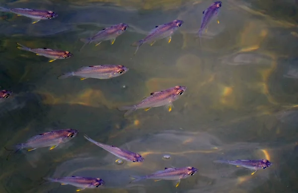 Група Розкішних Фіолетових Риб Золотими Лапками Плавають Хвилястій Воді Відображає — стокове фото